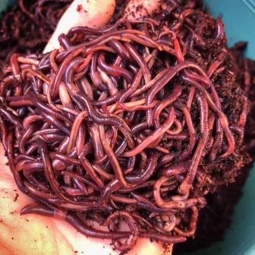 live-red-wiggler-earthworms-500x500